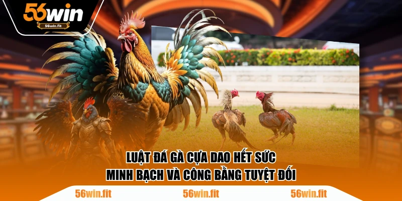 Luật đá gà cựa dao hết sức minh bạch và công bằng tuyệt đối